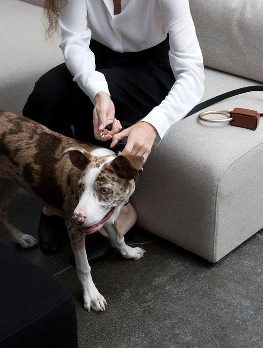 Lumi Leash and Collar Set - Black (hover)