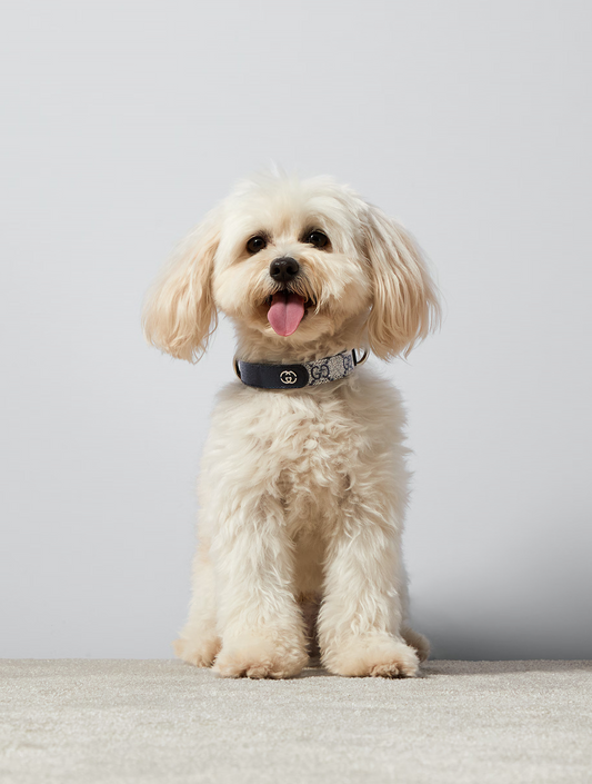 Small/Medium Pet Collar - Beige and Blue (hover)