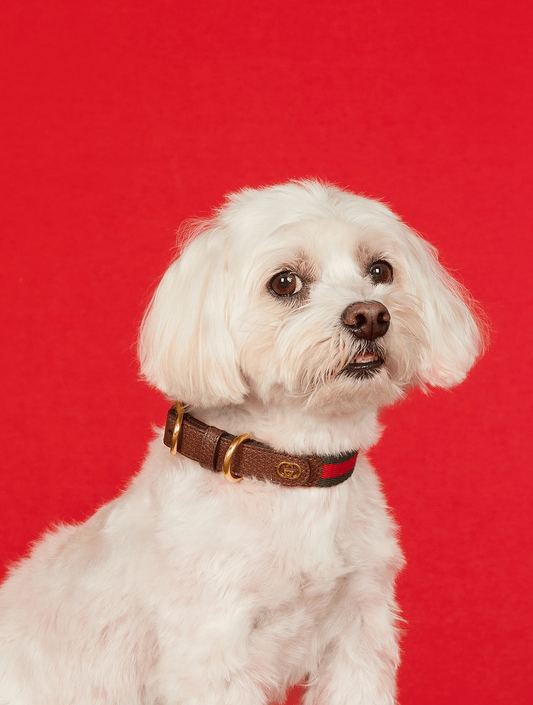Small/Medium Pet Collar - Green and Red (hover)