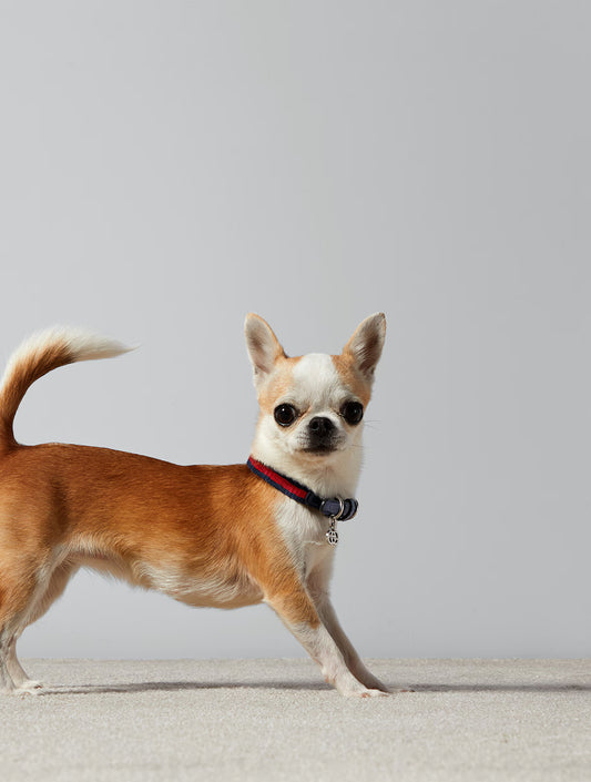 Extra-Small Pet Collar - Blue and Red (hover)