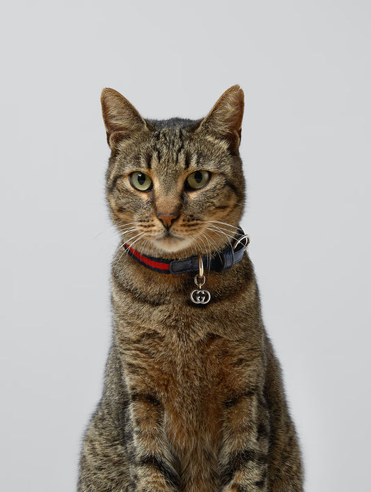 Extra-Small Pet Collar - Blue and Red (hover)