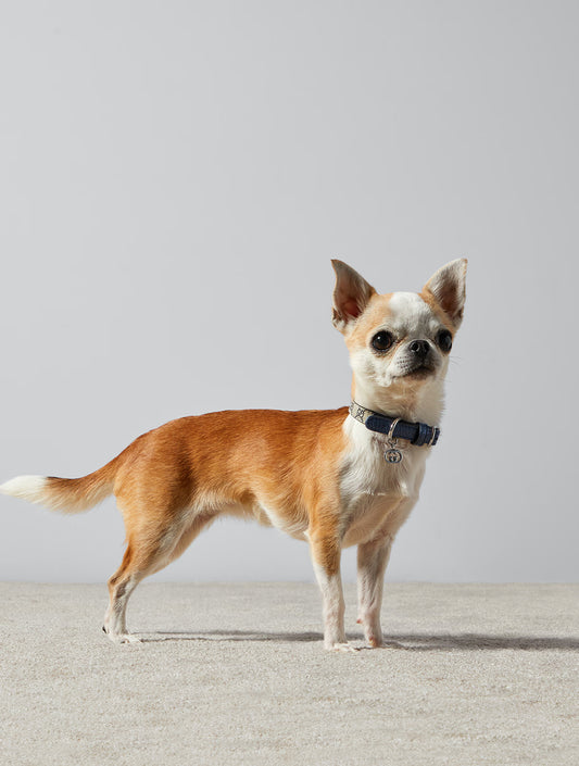 Extra-Small Pet Collar - Beige and Blue (hover)