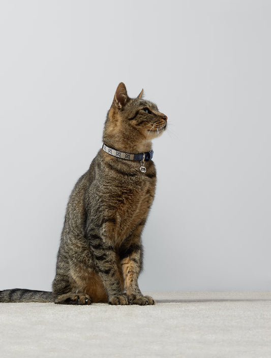 Extra-Small Pet Collar - Beige and Blue (hover)