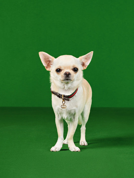 Extra-Small Pet Collar - Green and Red (hover)