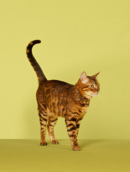 Extra-Small Pet Collar - Beige and Ebony (hover)