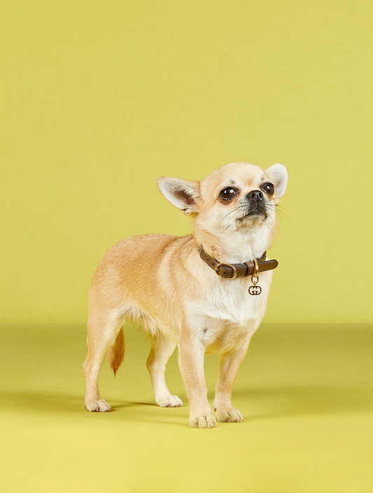Extra-Small Pet Collar - Beige and Ebony (hover)