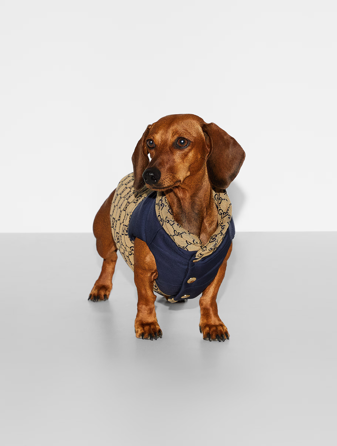 Recersible GG Pet Coat