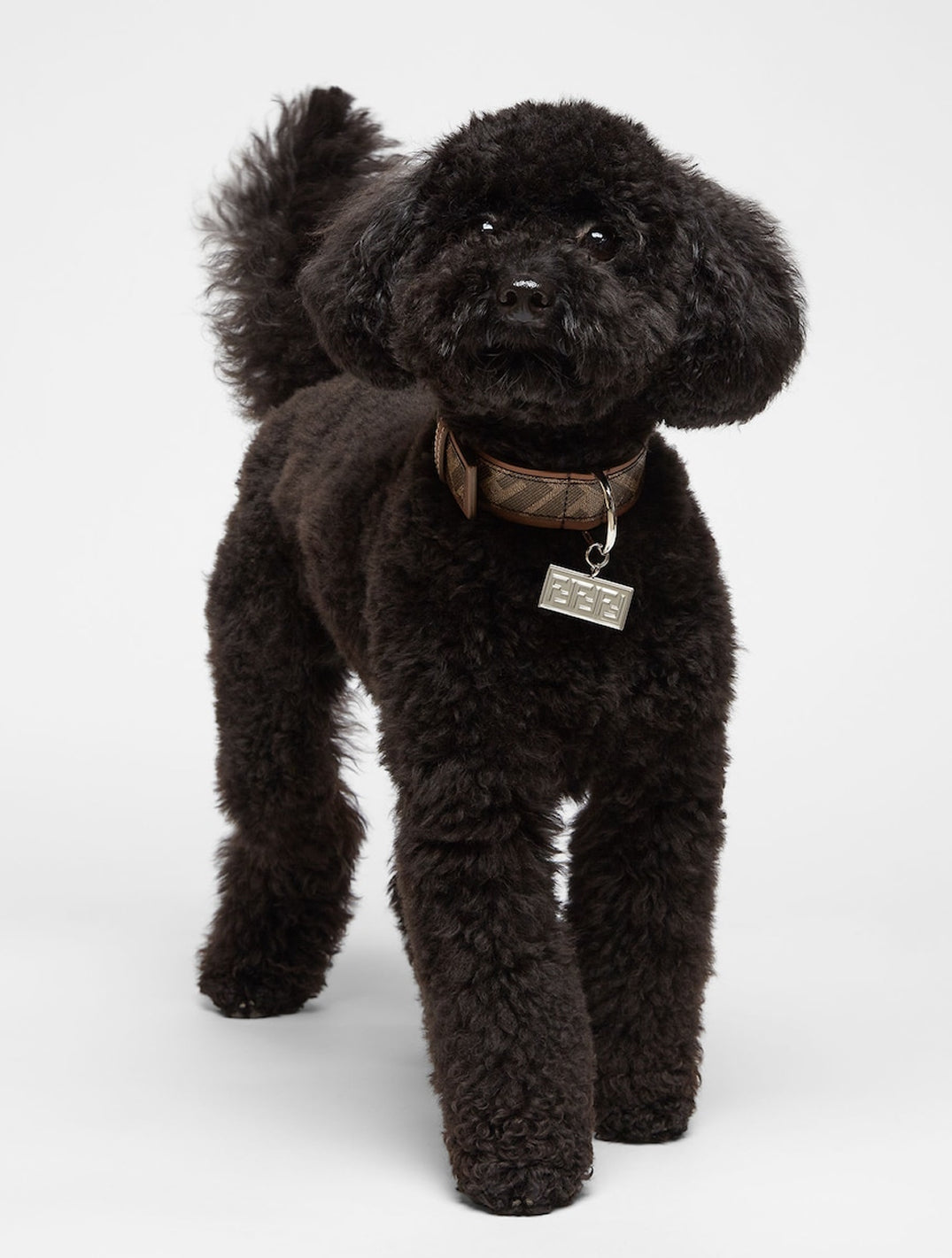 Dog Collar