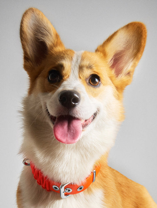 Galan Collar - Aperol (hover)