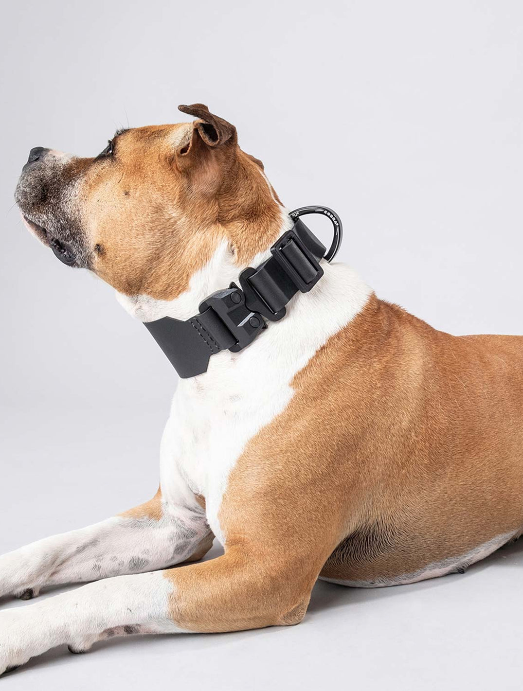 Bastards Collar