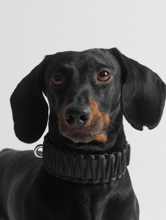 Galan Collar - Black (hover)