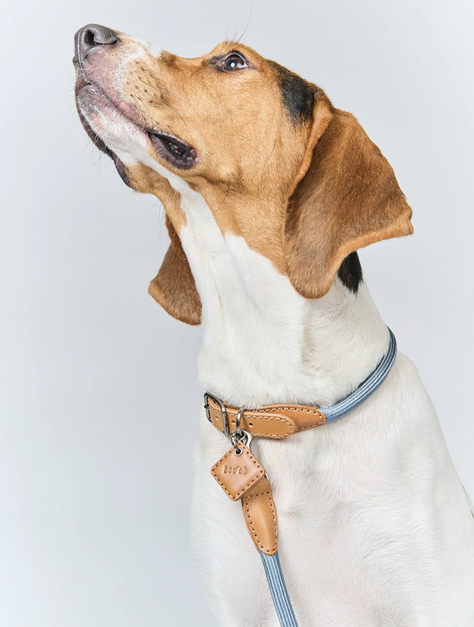 Ray Collar + Leash Set - Pacific Blue (hover)