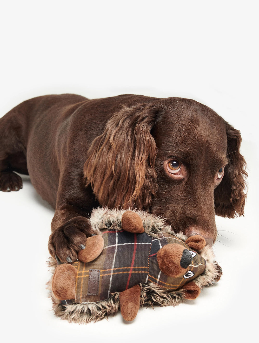Dog Hedgehog Toy