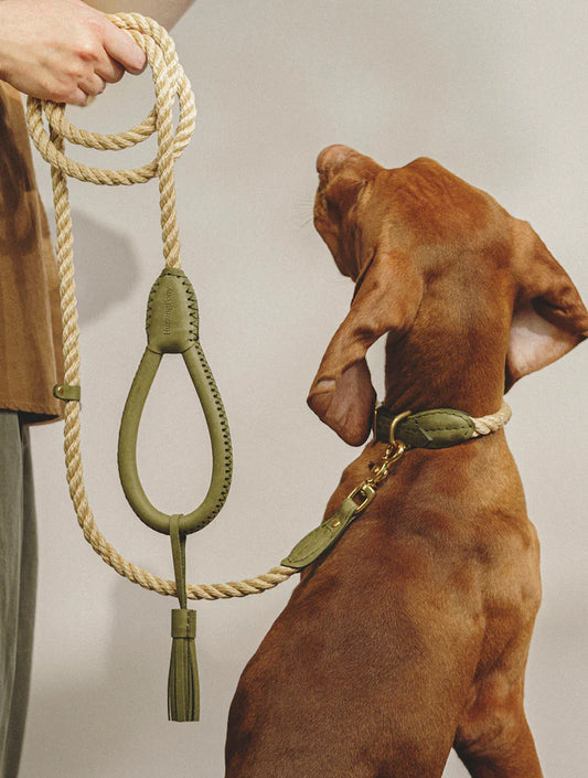 Walk Kit: Country Leash + Collar - Green (hover)