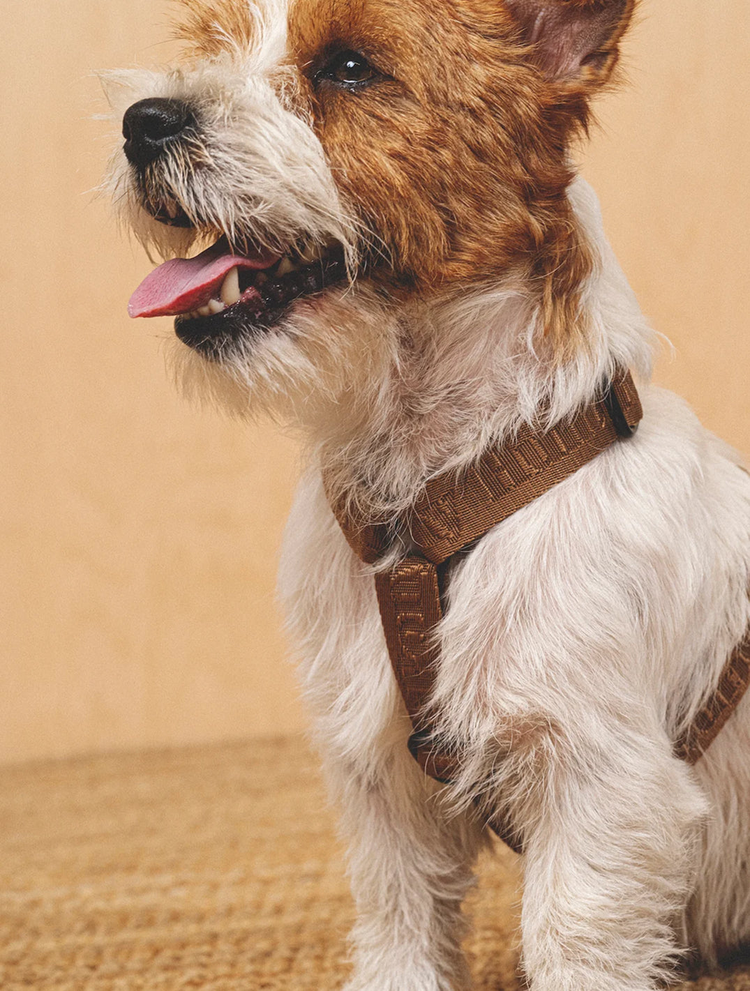 Walk Kit: Companiony Leash + Harness
