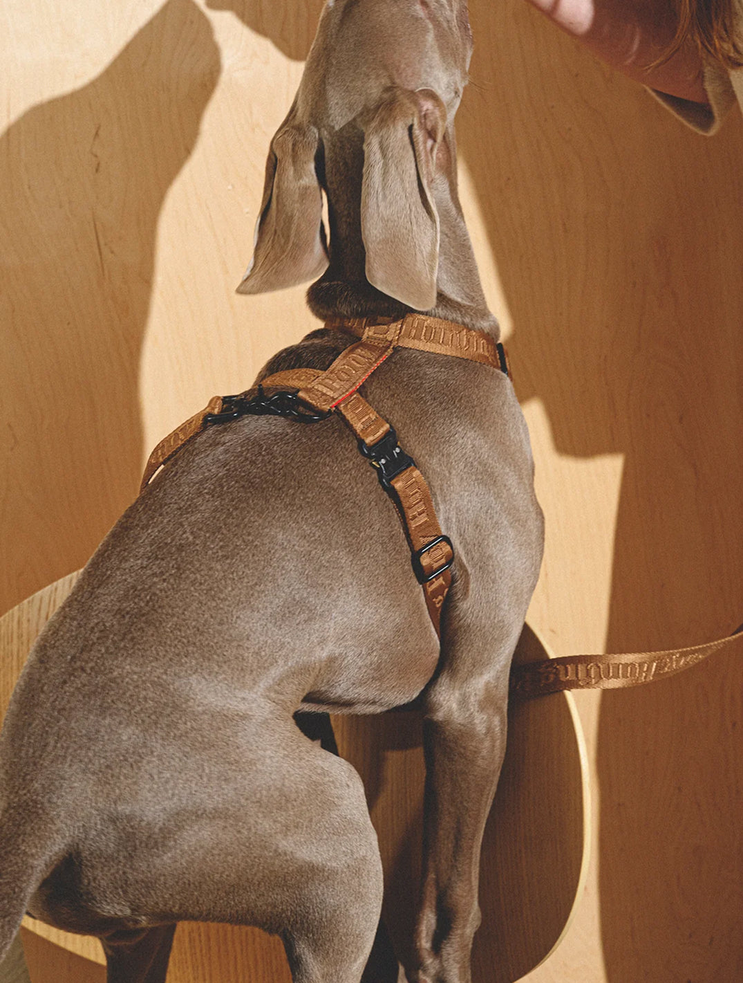Walk Kit: Companiony Leash + Harness