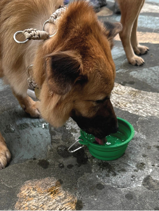 Water Bowl - Green (hover)