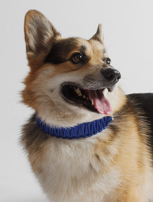 Galan Collar - Royal Blue (hover)