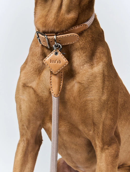 Ray Collar + Leash Set - Champagne Gold (hover)