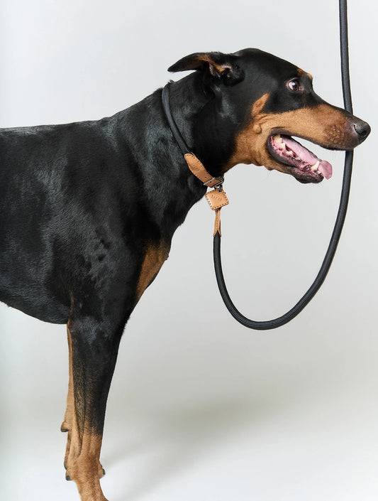 Ray Collar + Leash Set - Obsidian Black (hover)