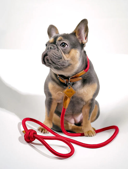 Ray Collar + Leash Set - Valentine Red (hover)