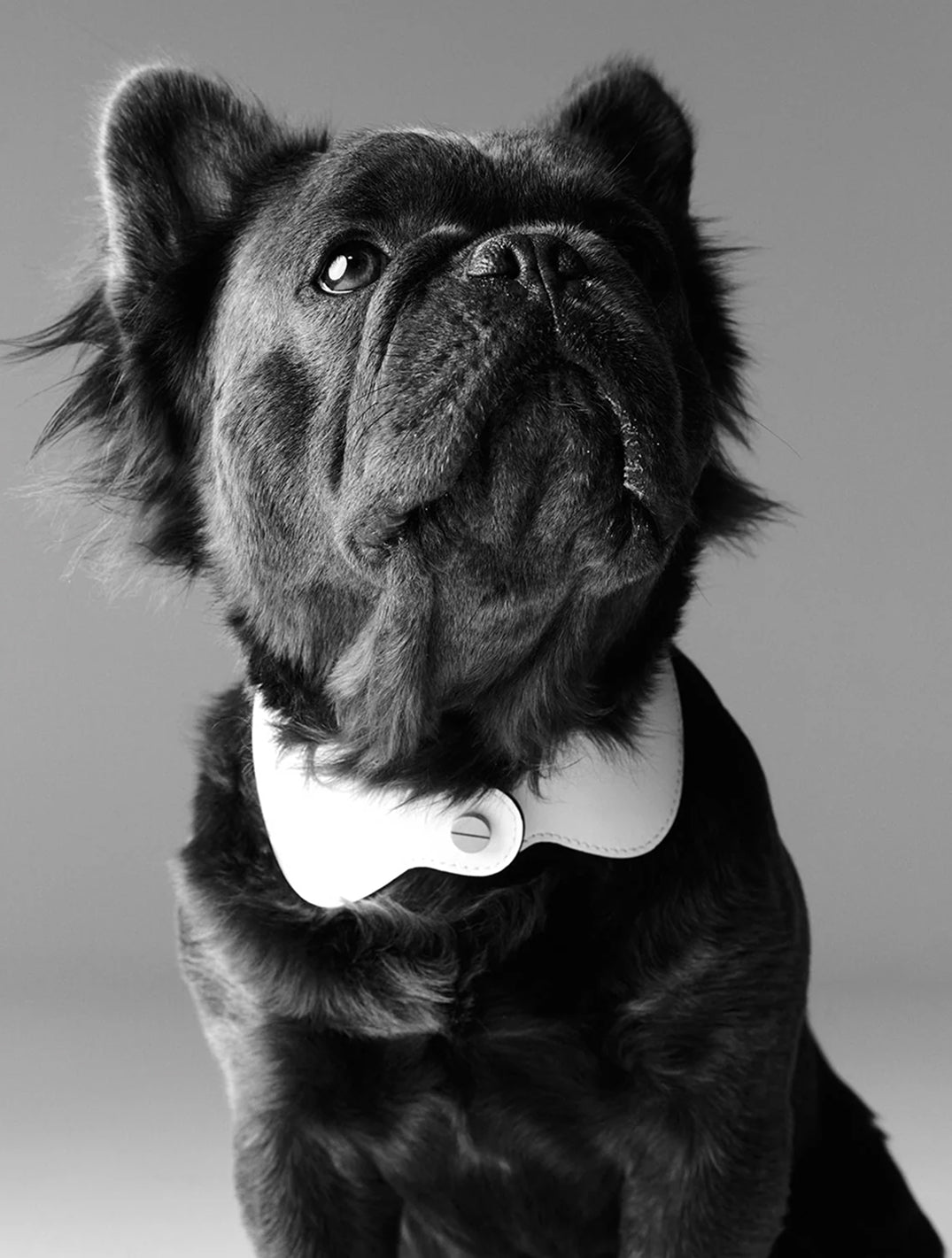 Le Smoking Collar