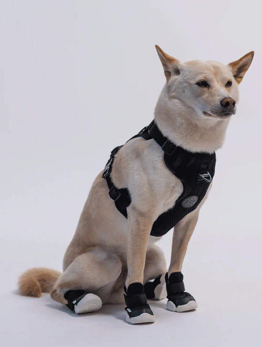 Caesar 1 - Black (hover)