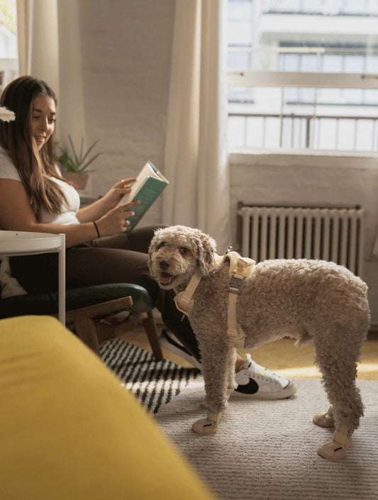 Caesar 1 - Bone (hover)