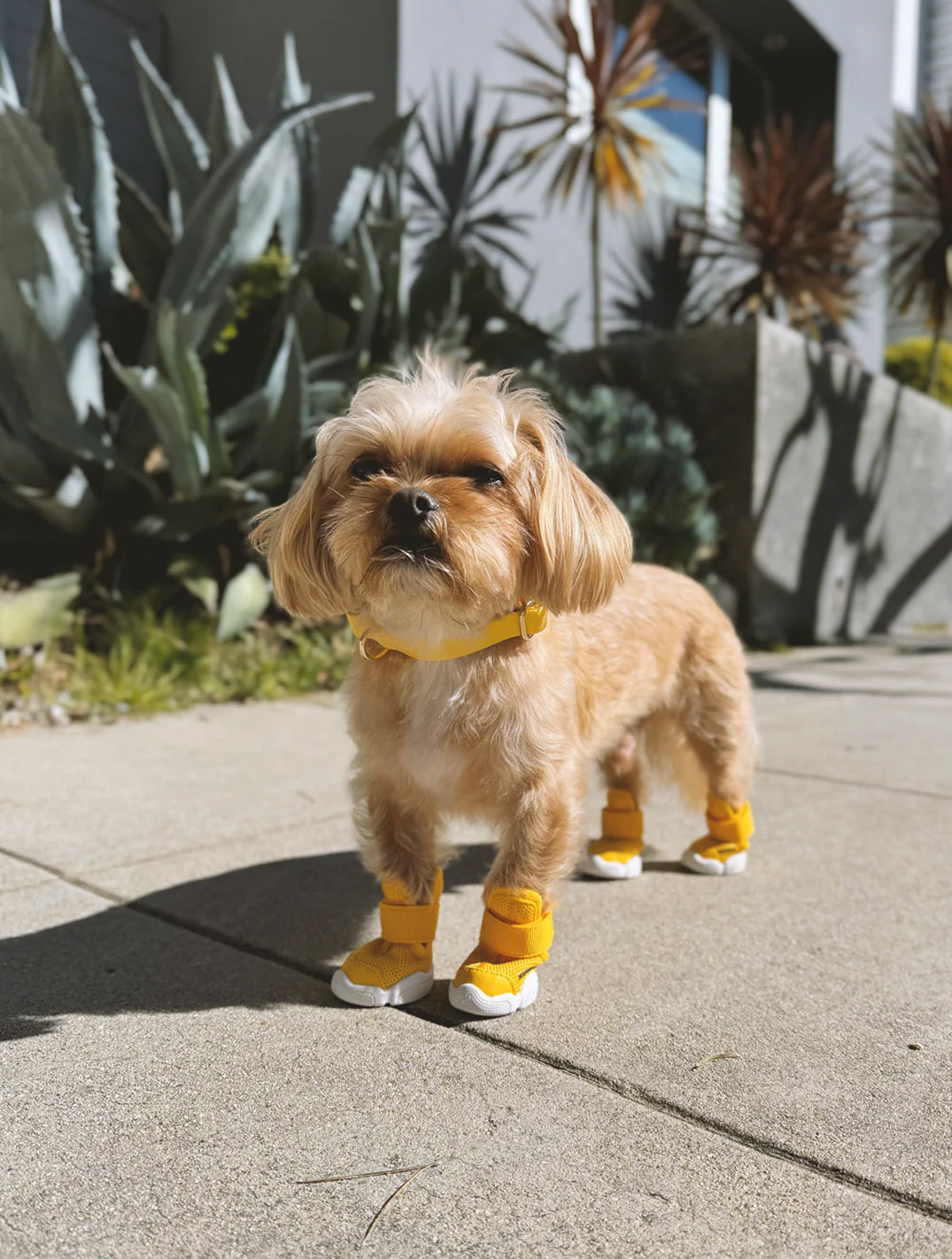 Daffodil