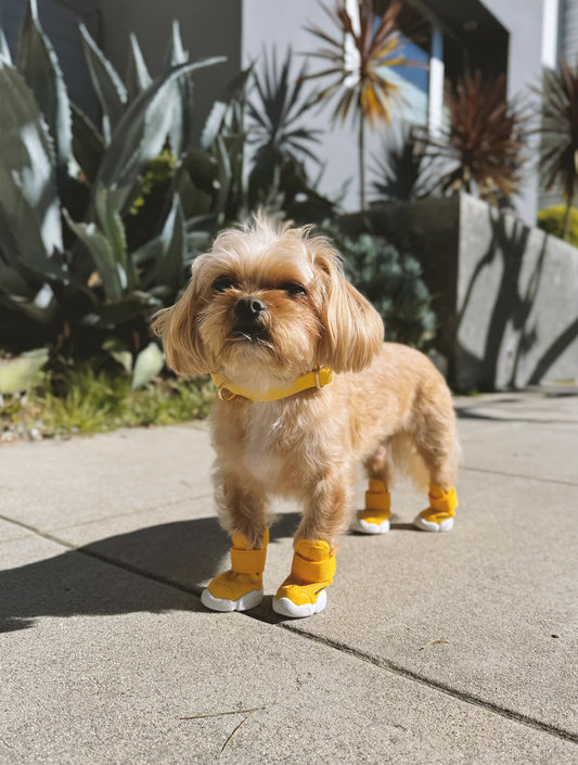 Caesar 1 - Daffodil (hover)