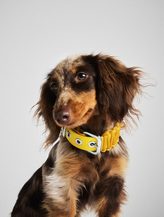 Galan Collar - Desert Gold (hover)