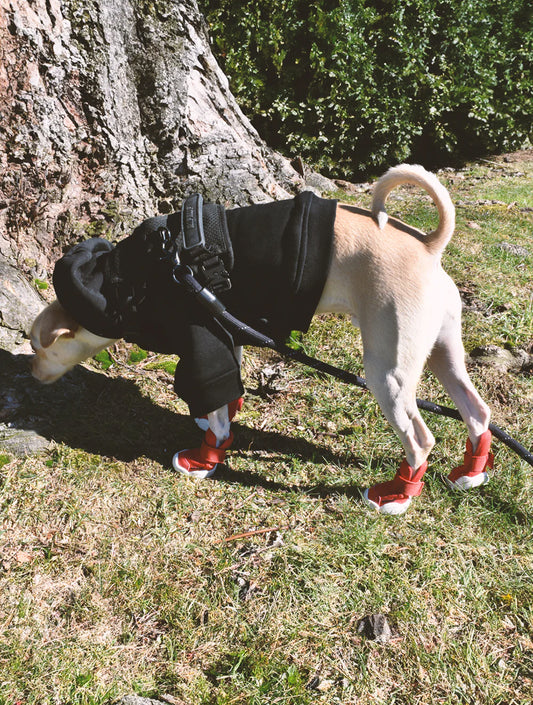 Caesar 1 - Ember (hover)