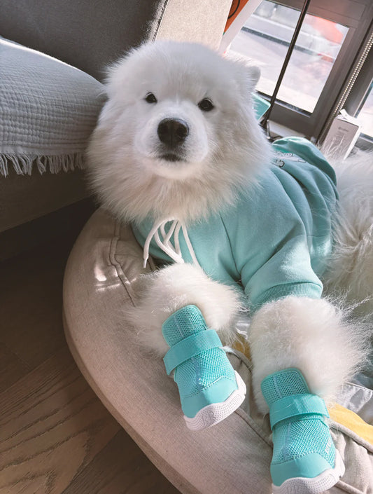 Caesar 1 - Aqua (hover)