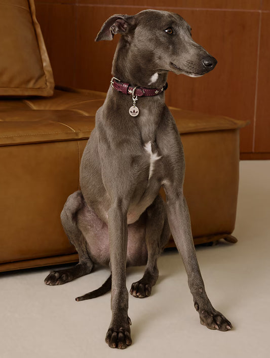 Limited Edition Adidas Pet Collar - Brown (hover)