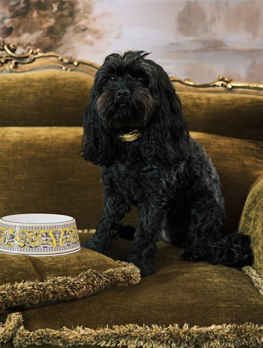 Florentine Pet Bowl - Citron (hover)