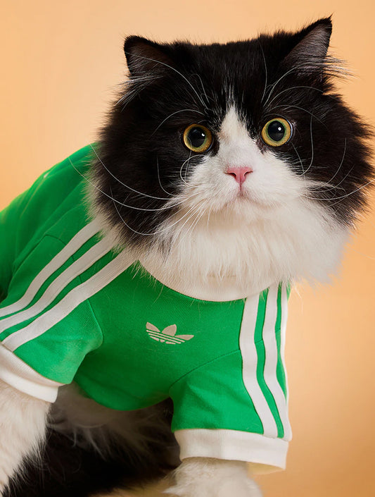 Limited Edition Cat Cali Tee - Lime Green (hover)