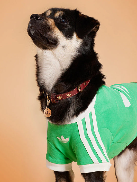 Limited Edition Pet Cali Tee - Lime Green (hover)