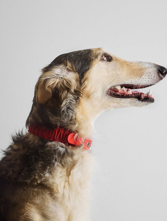 Galan Collar - Party Red (hover)