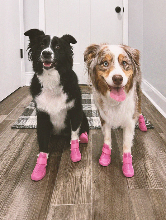 Caesar 1 - Raspberry (hover)