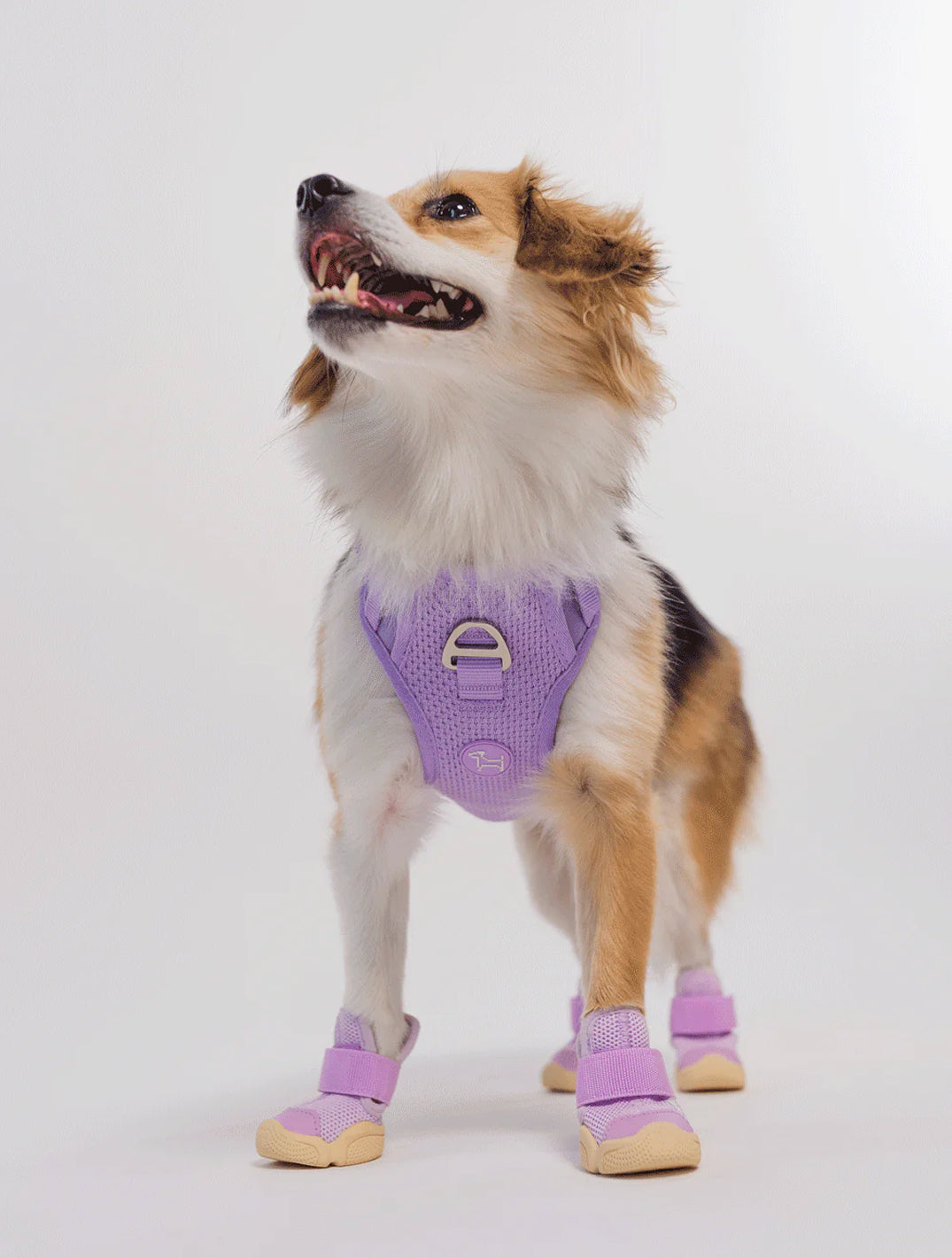 Taro