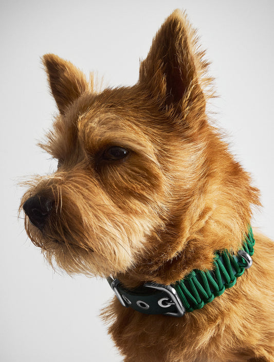 Galan Collar - Forest Green (hover)