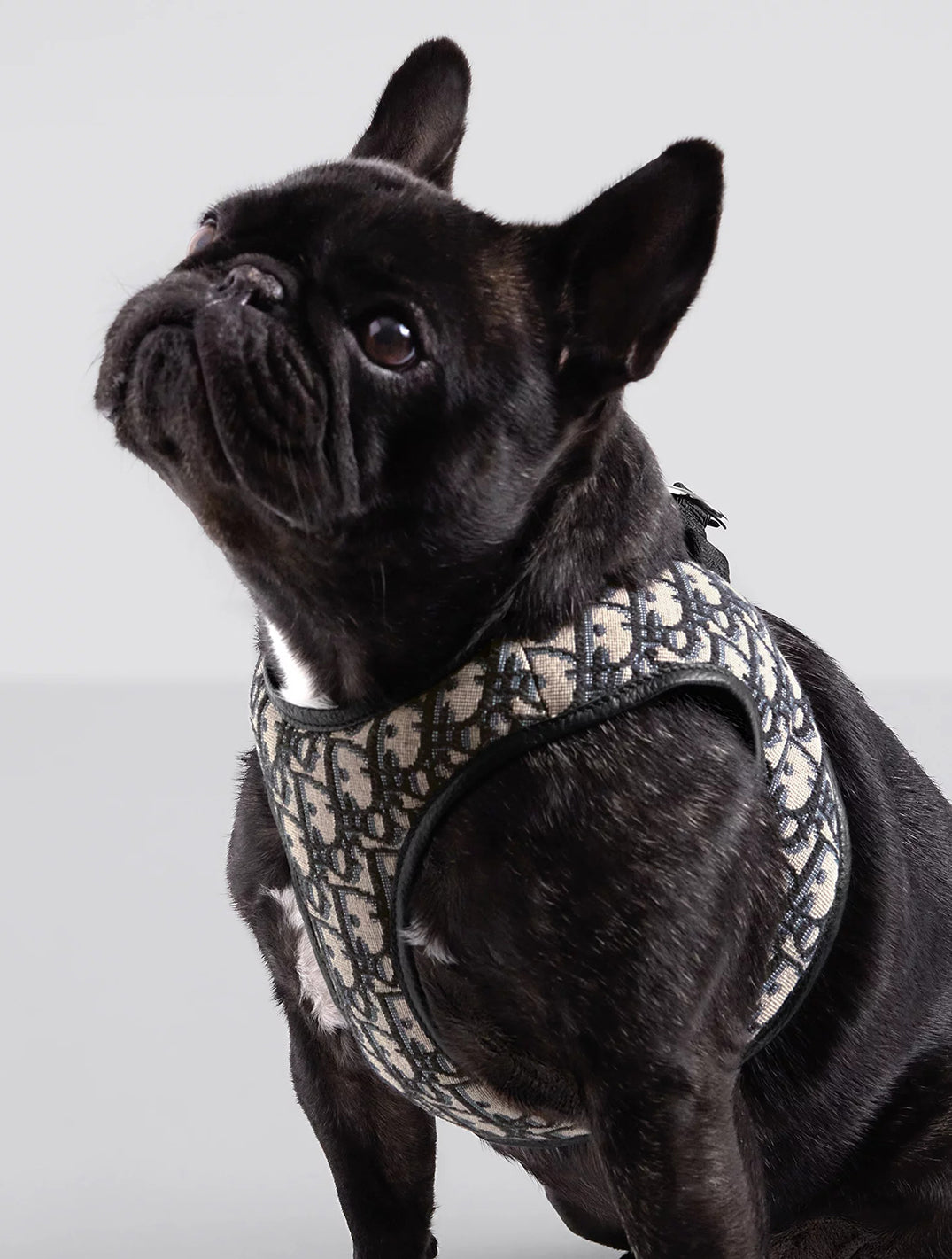 Pet Harness