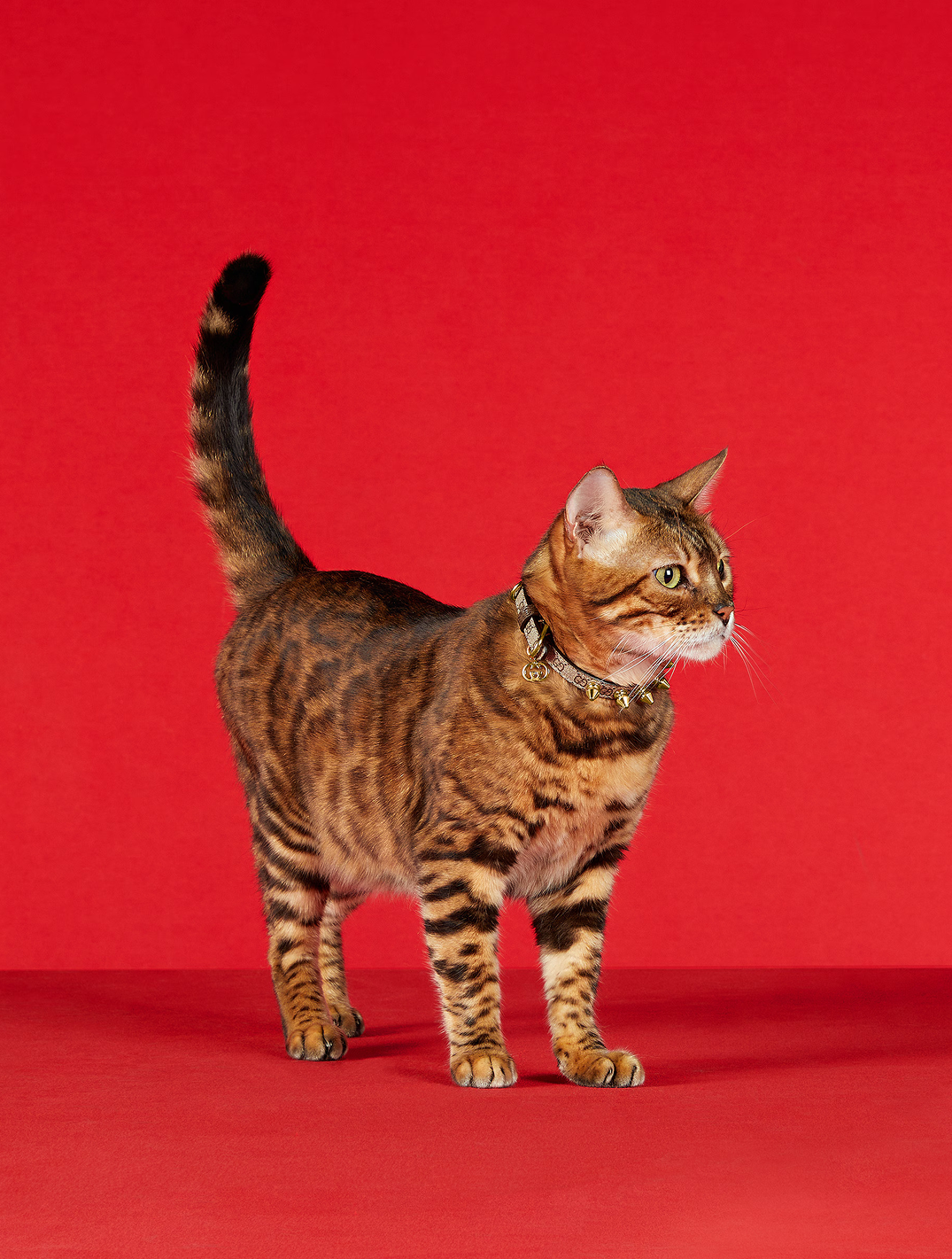 Extra-Small Pet Collar