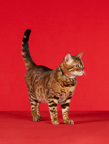 Extra-Small Pet Collar