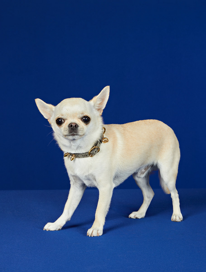 Extra-Small Pet Collar