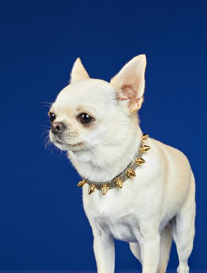Extra-Small Pet Collar