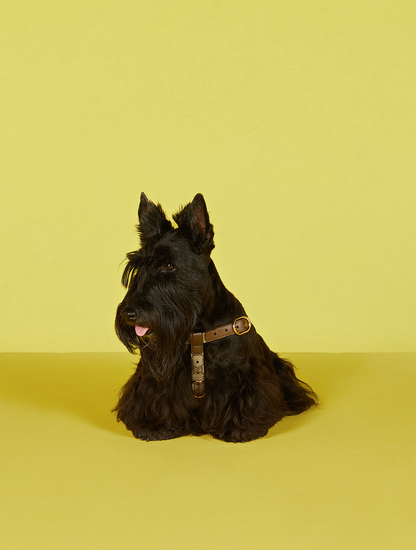 Pet Harness