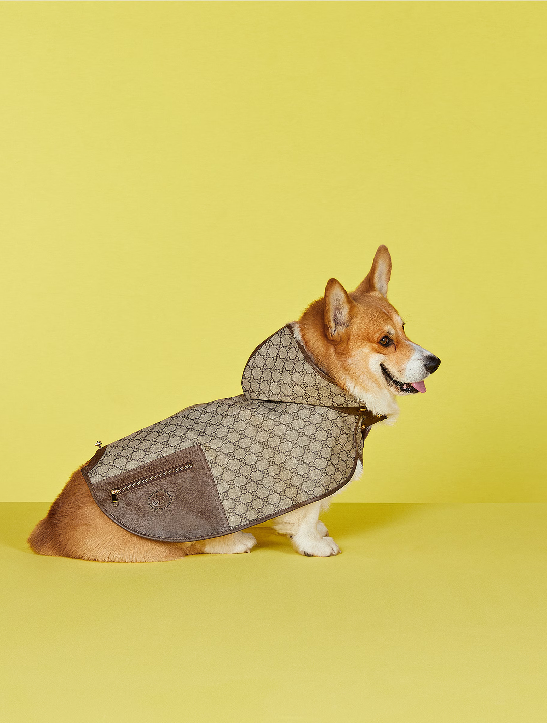 Pet GG Coat