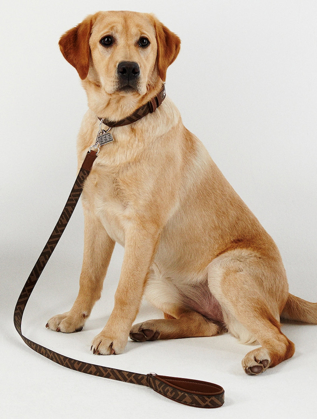 Dog Leash