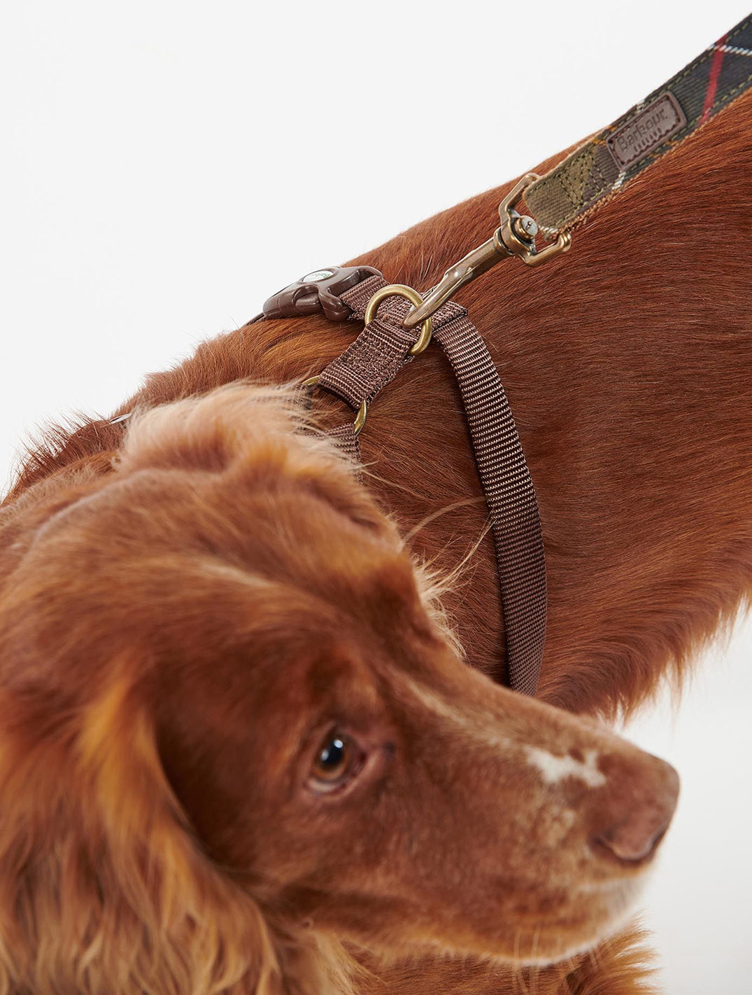 Travel And Exercise Harness